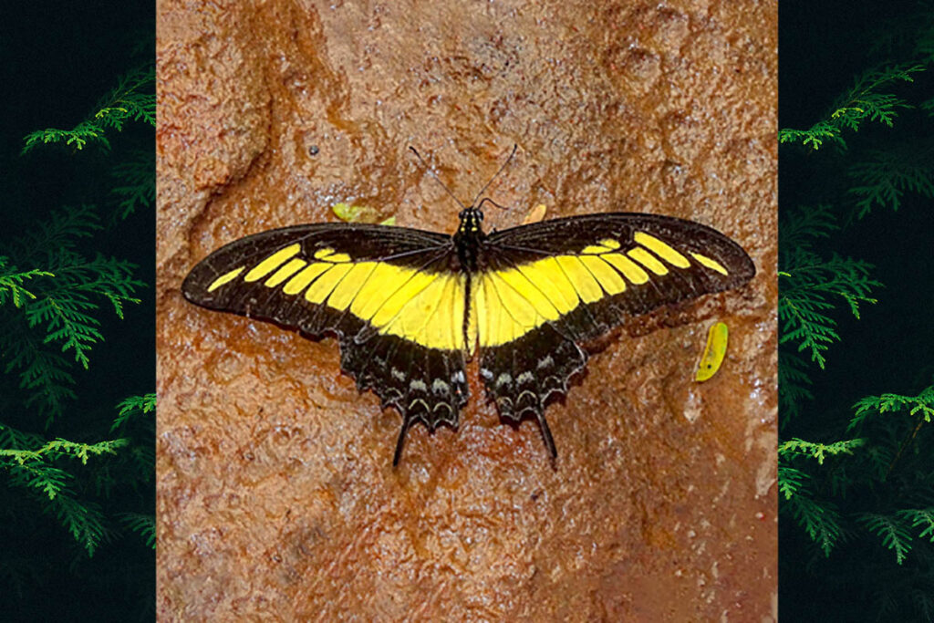 Heraclides androgeus laodocus