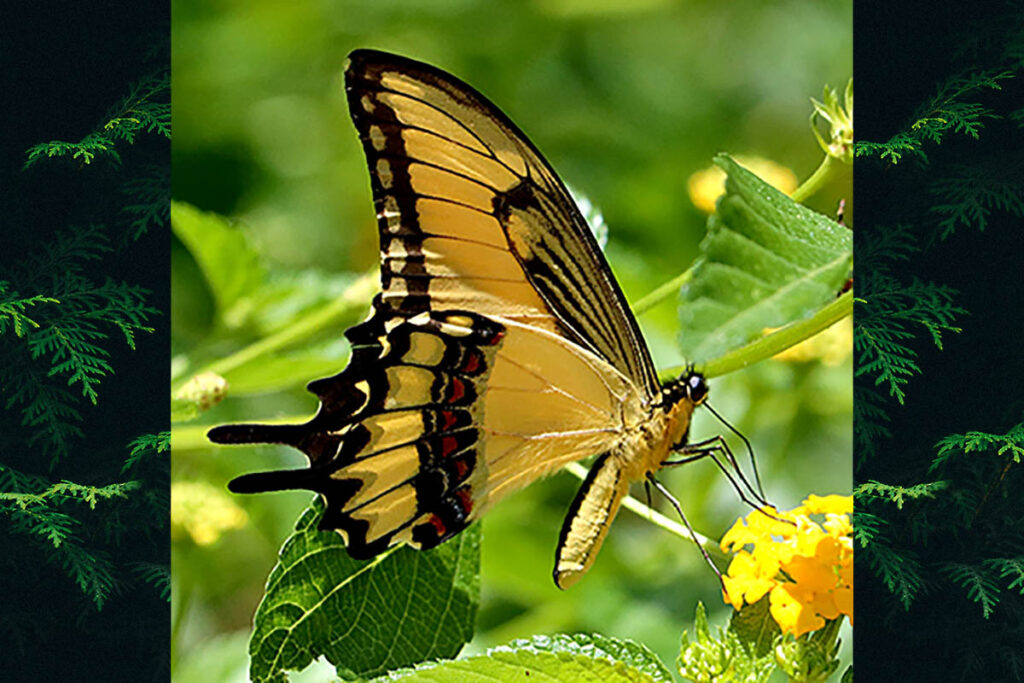 Heraclides astyalus astyalus