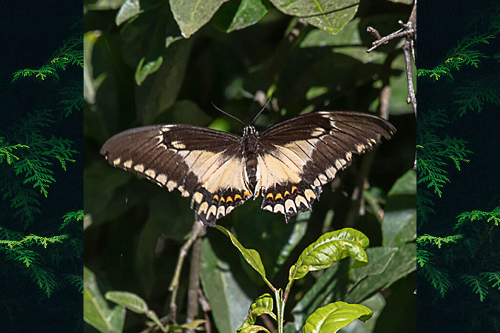 Heraclides astyalus astyalus oebalus