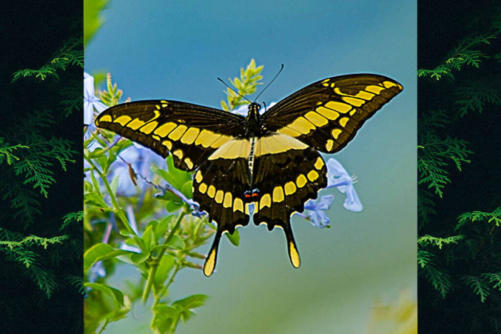 Heraclides thoas brasiliensis