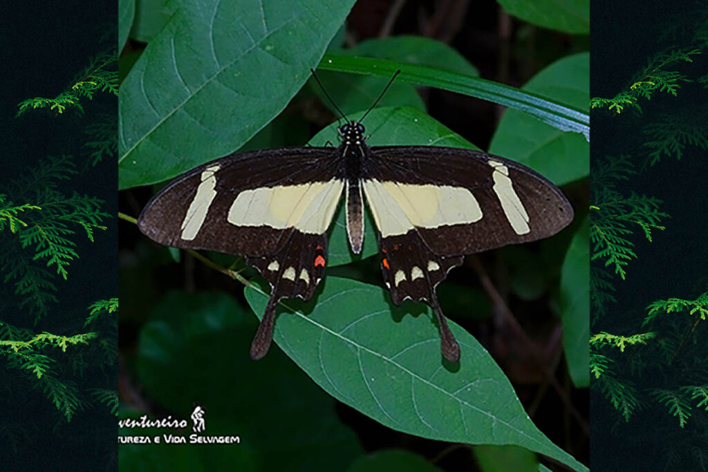 Heraclides torquatus polybius