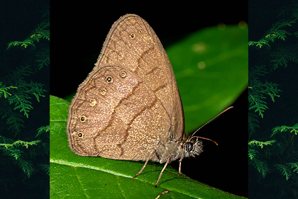 Hermeuptychia atalanta