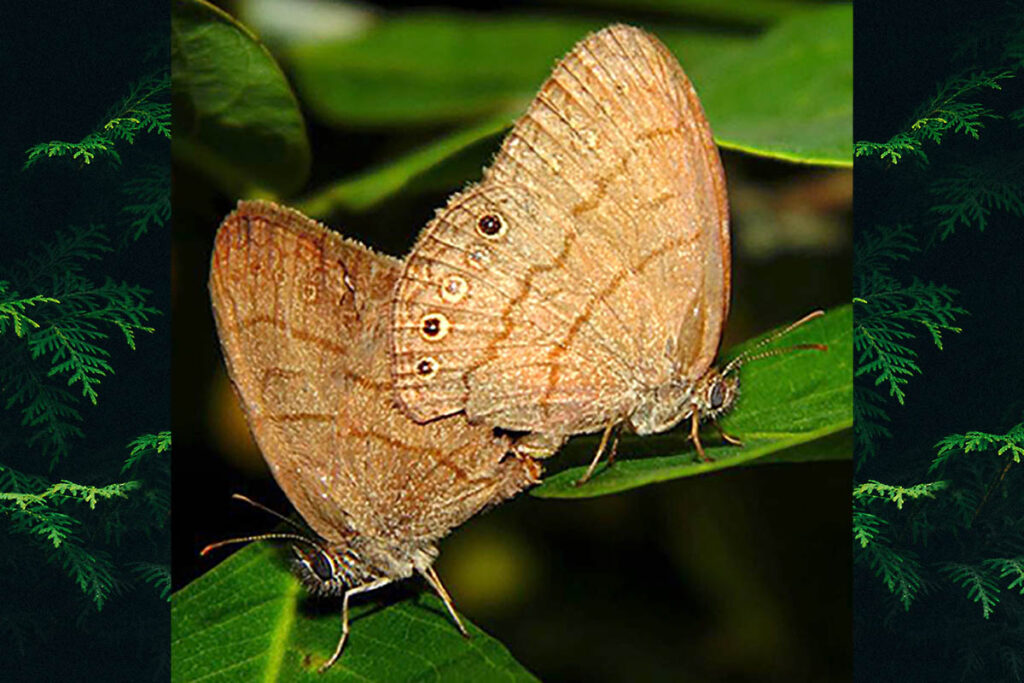 Hermeuptychia fallax fallax