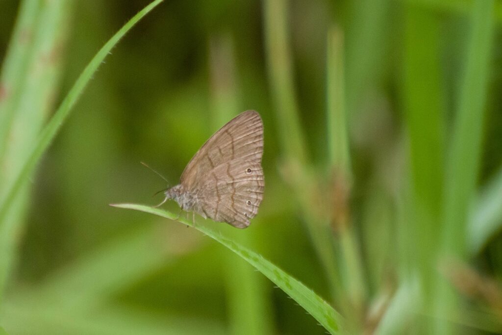 Hermeuptychia fallax marinha