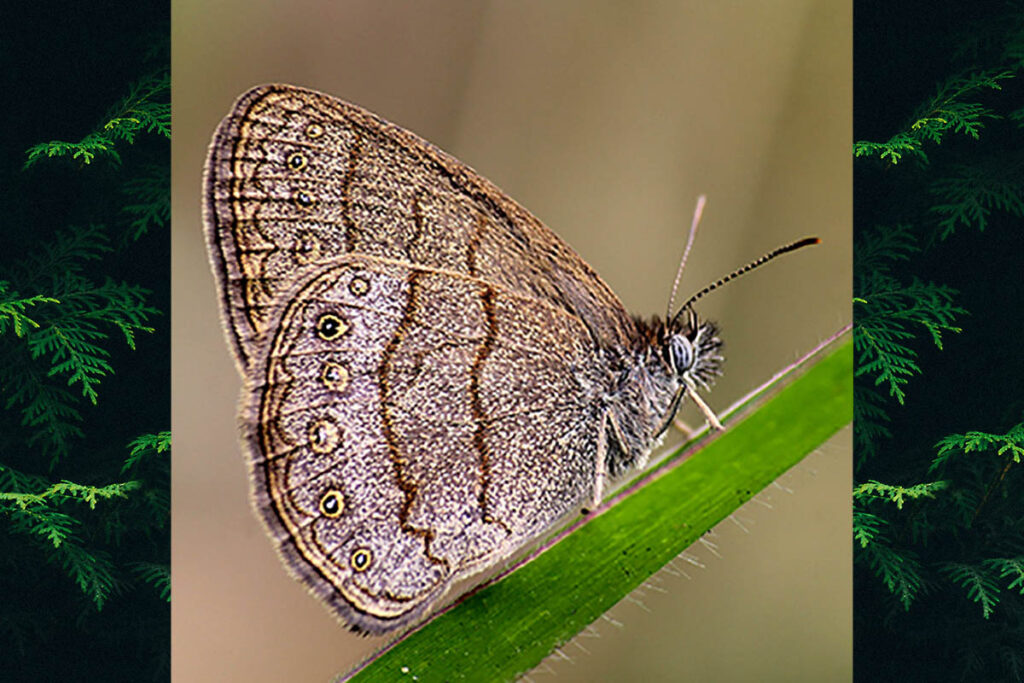 Hermeuptychia gisella