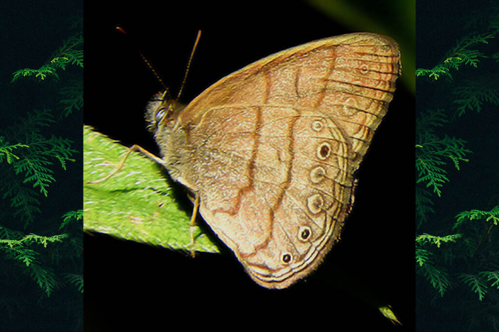 Hermeuptychia hermes