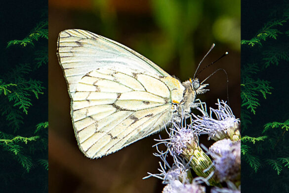 Hesperocharis anguitia anguitia