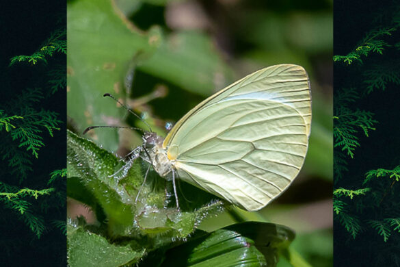 Hesperocharis leucania