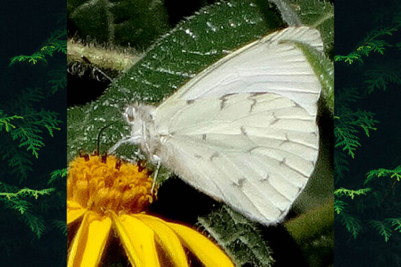 Hesperocharis paranensis paranensis