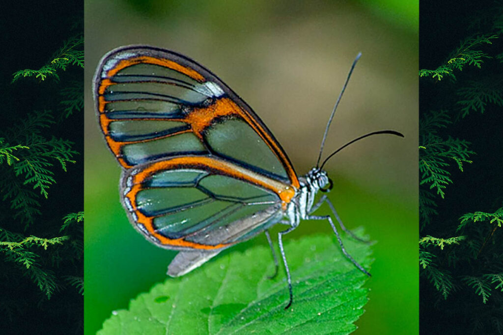Heterosais edessa