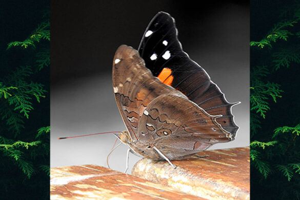 Historis acheronta acheronta