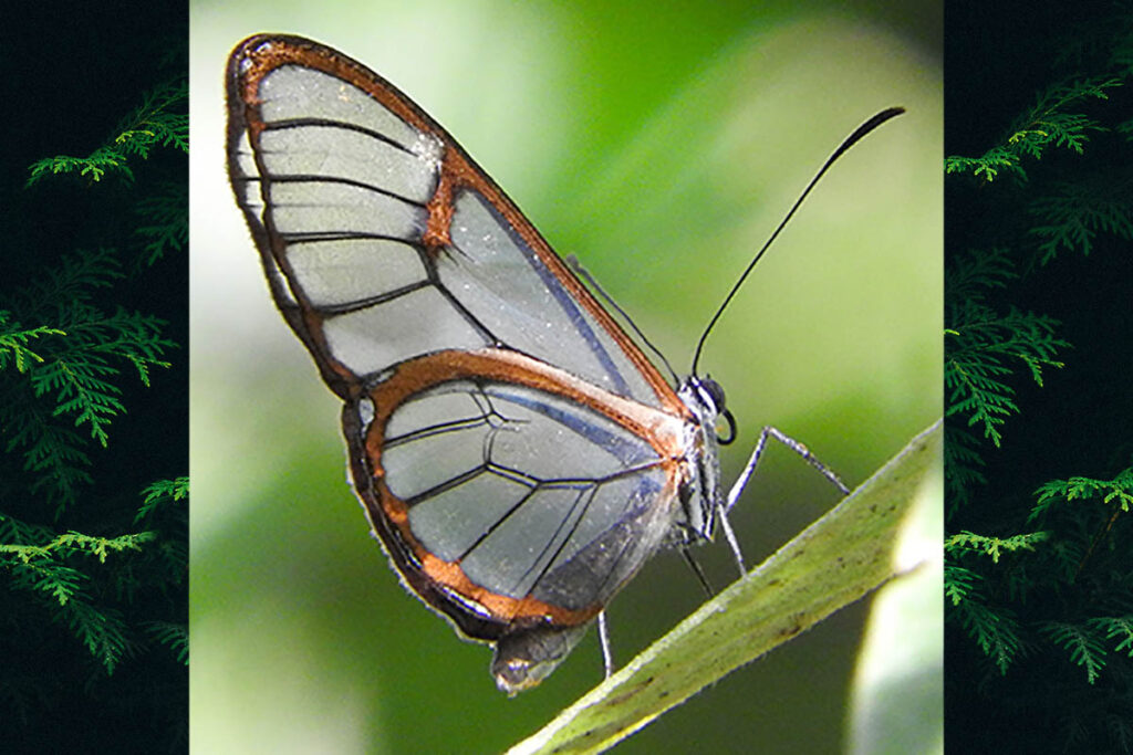 Hyalenna pascua