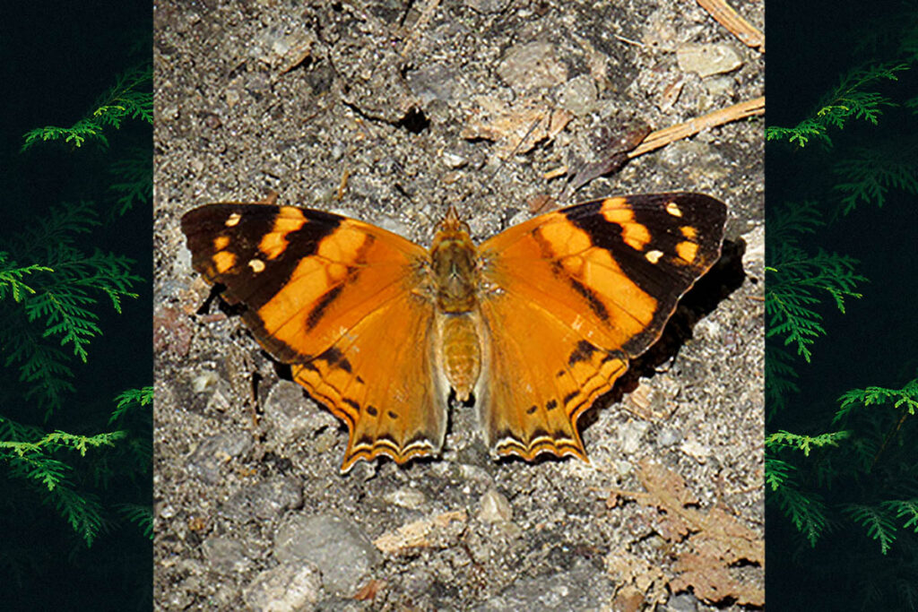 Hypanartia lethe