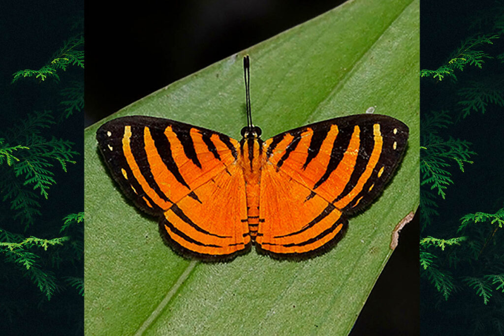 Hyphilaria parthenis