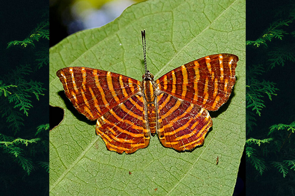 Hyphilaria thasus