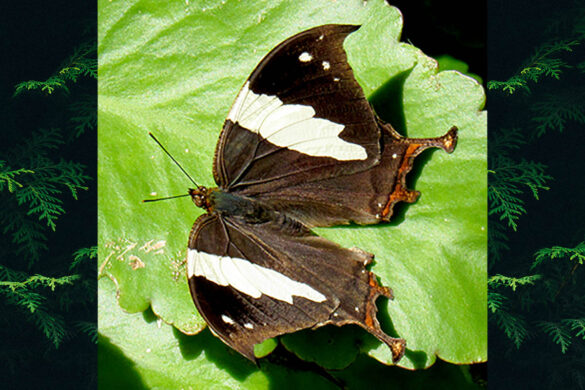 Hypna clytemnestra huebneri