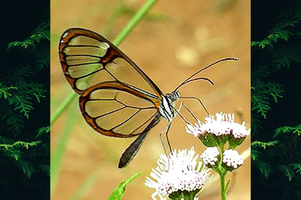 Hypoleria adasa adasa
