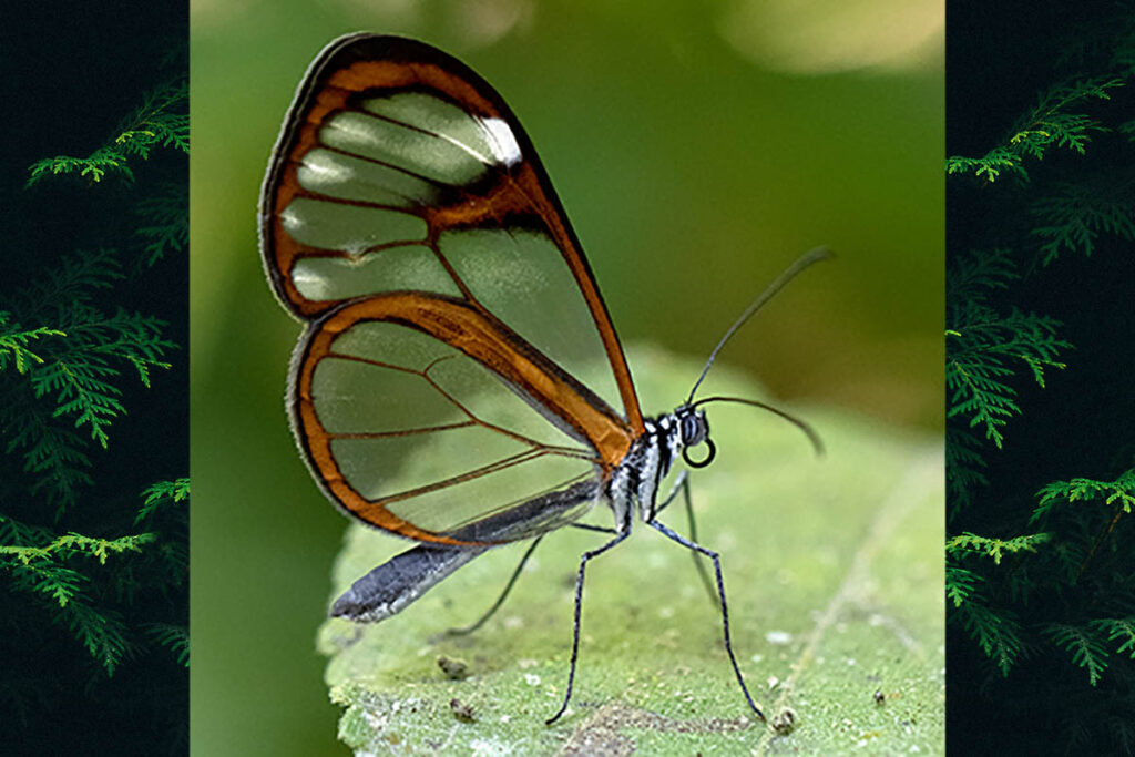 Hypoleria alema proxima
