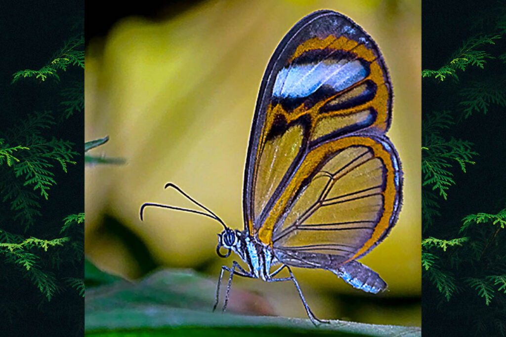 Hypoleria sarepta goiana