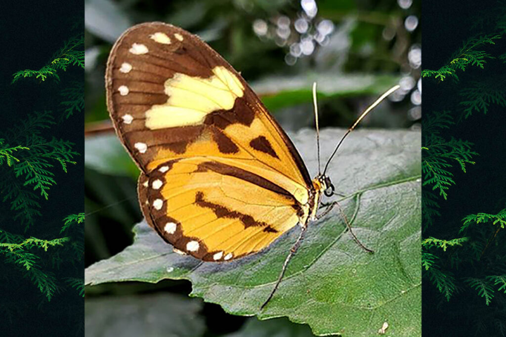 Hypothyris euclea laphrya