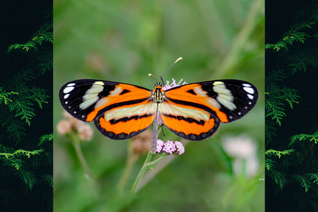 Hypothyris ninonia daeta