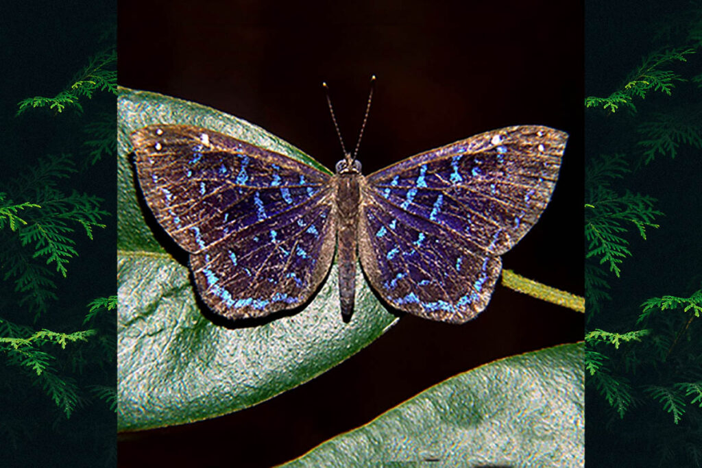Ionotus alector