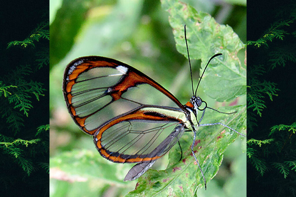 Ithomia agnosia zikani