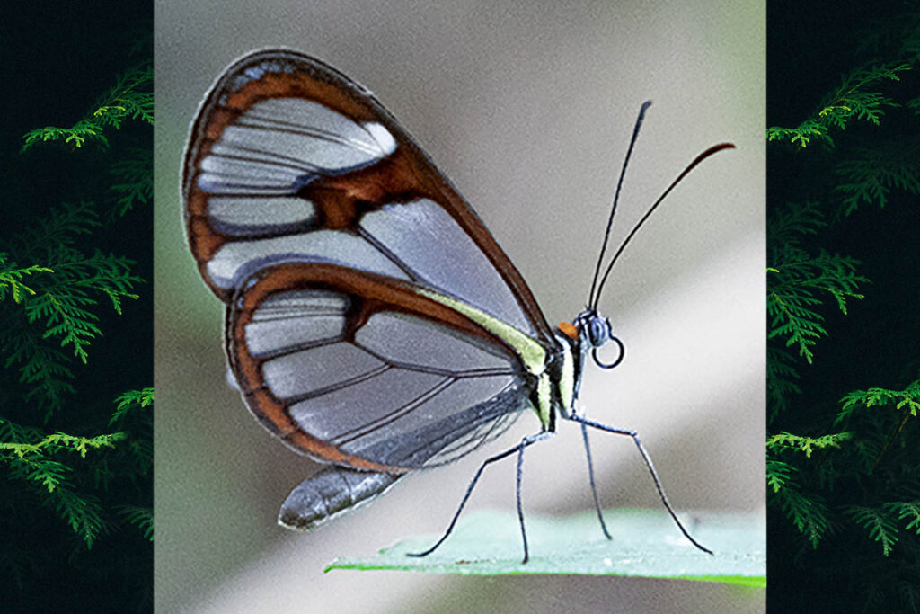 Ithomia drymo