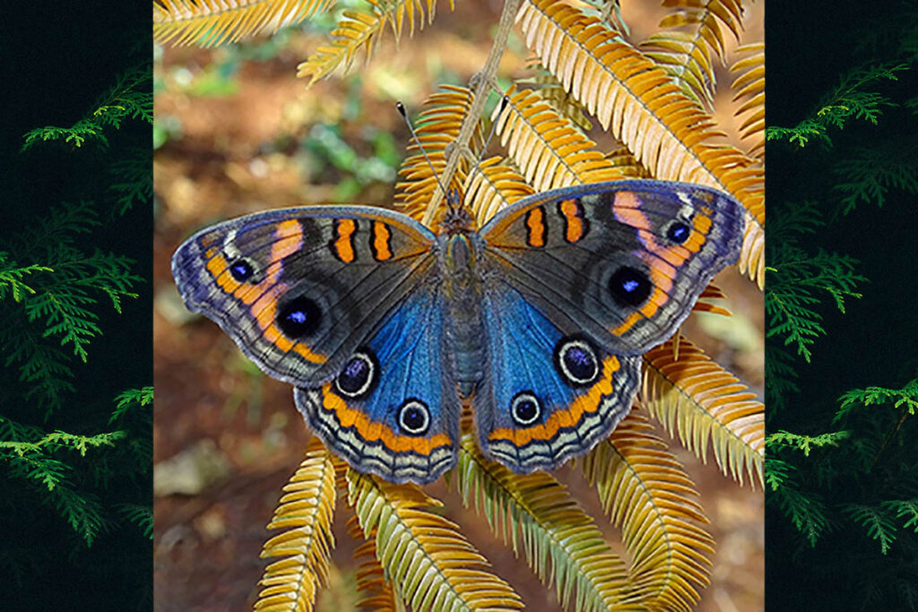 Junonia evarete evarete