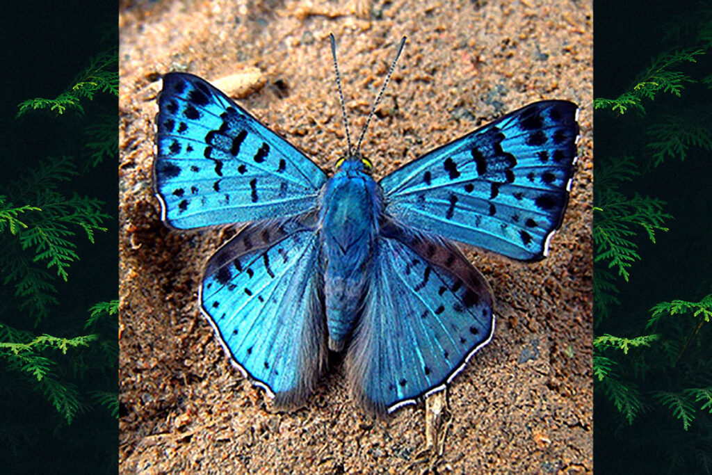 Lasaia agesilas agesilas