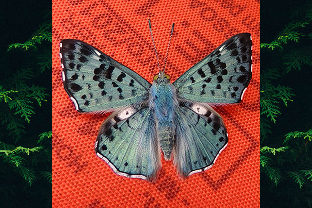 Lasaia pseudomeris
