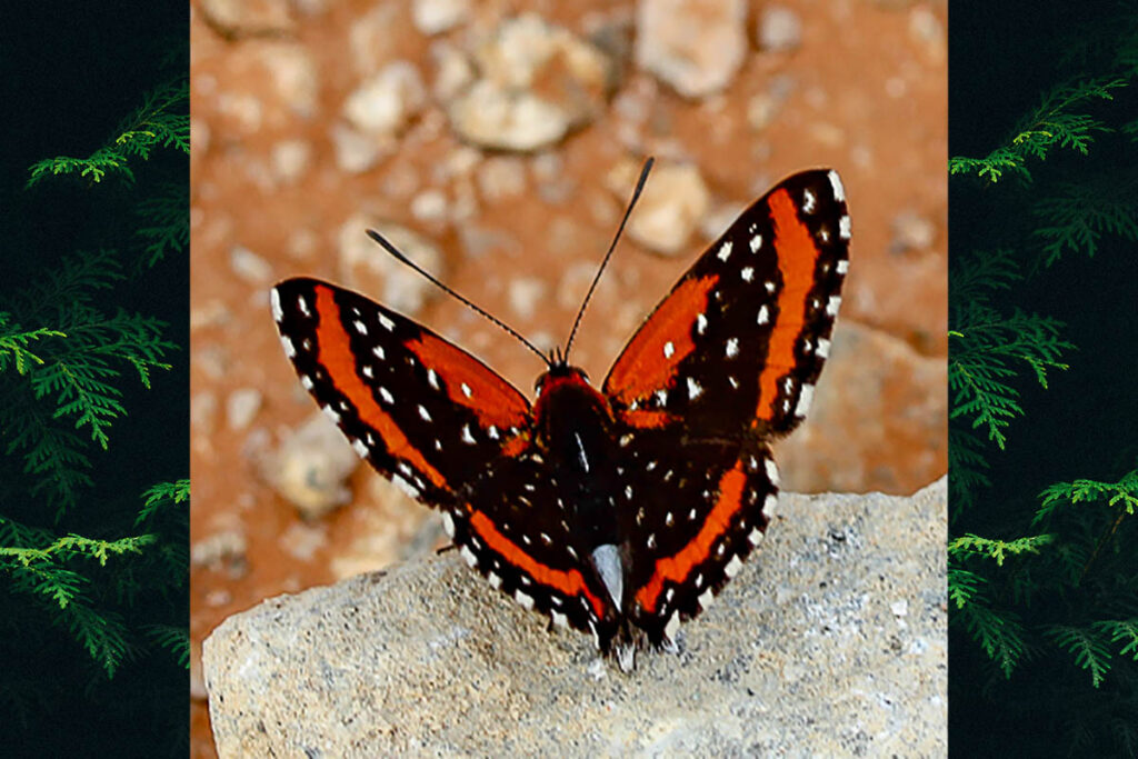 Lemonias stalachtioides