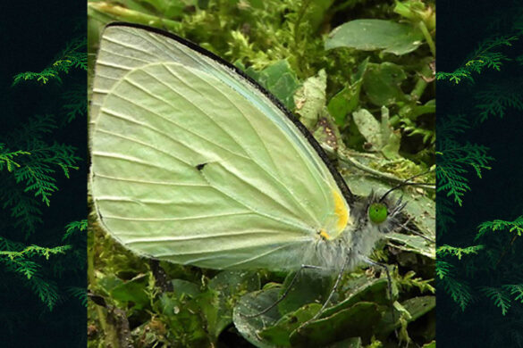 Leptophobia aripa balidia