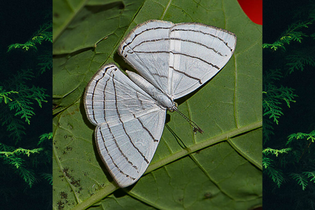 Leucochimona icare matatha