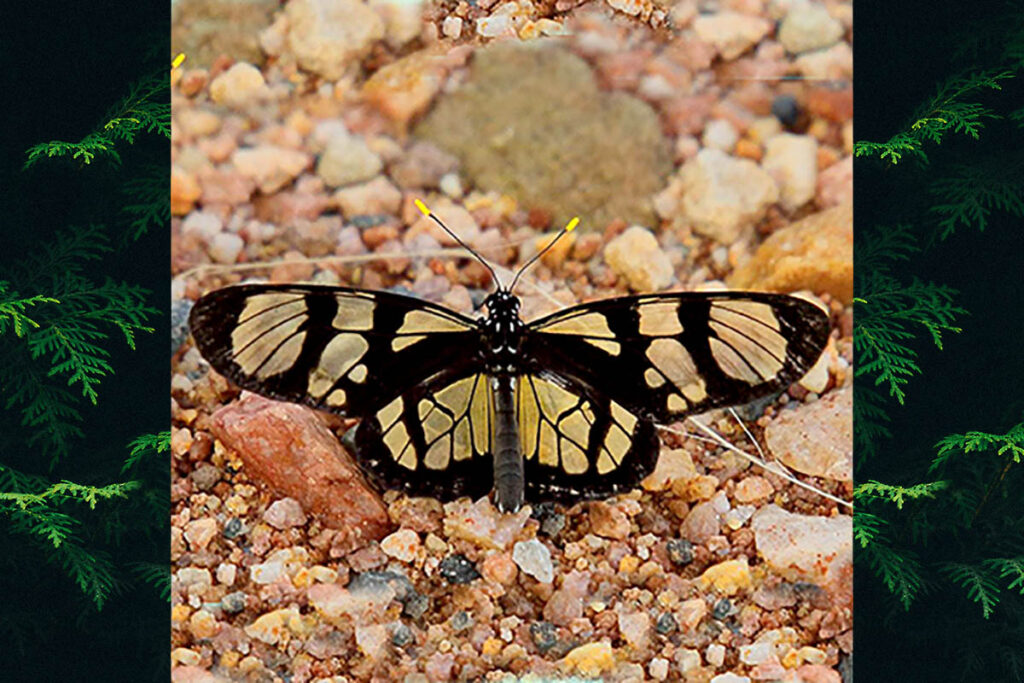 Lycorea ilione ilione