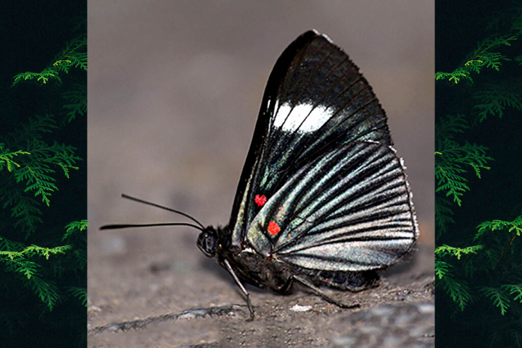 Lyropteryx melaniae