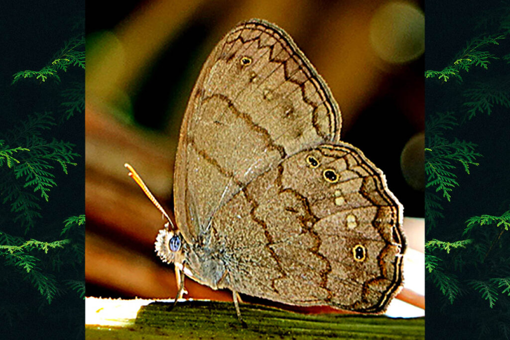 Malaveria grimon