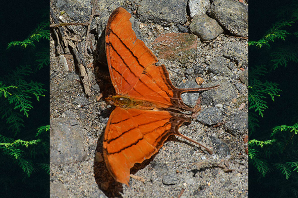 Marpesia petreus