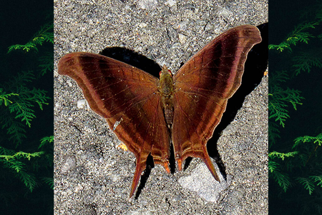 Marpesia zerynthia zerynthia