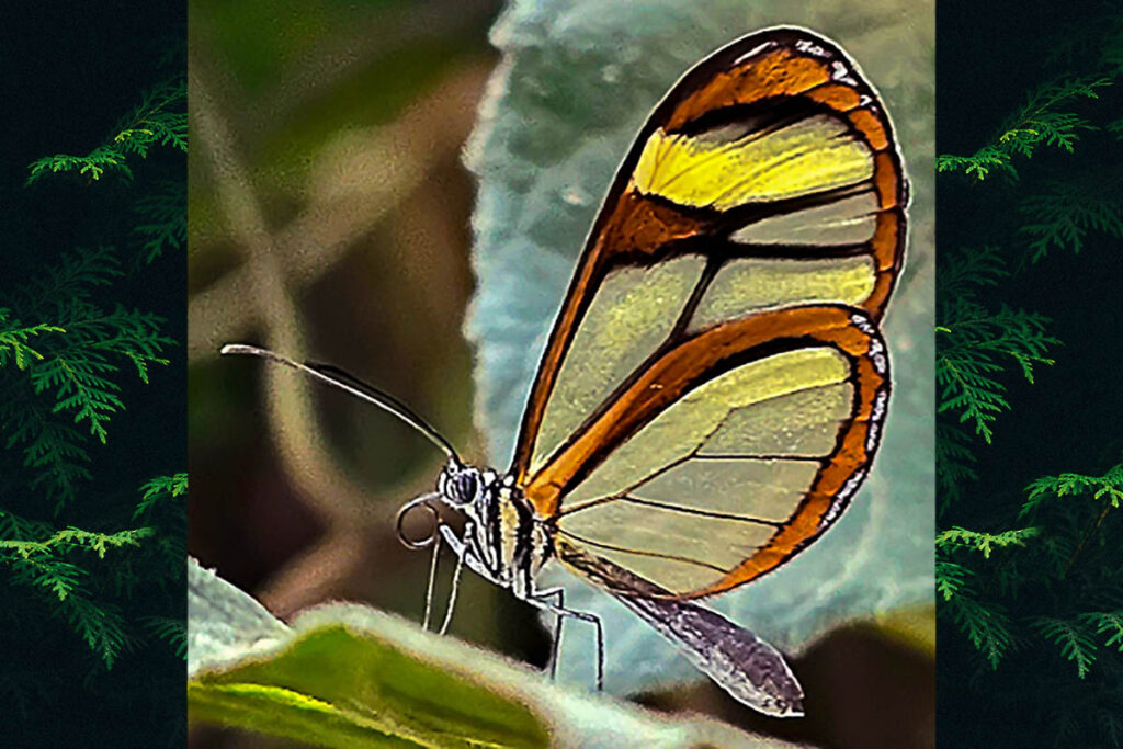 Mcclungia cymo salonina