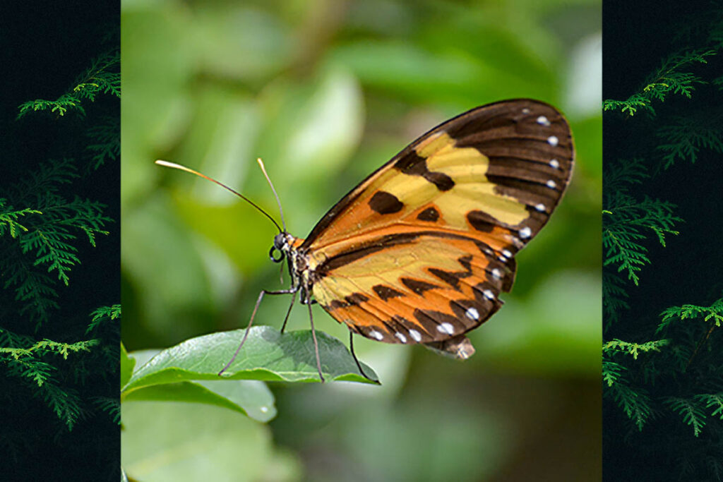 Mechanitis polymnia casabranca