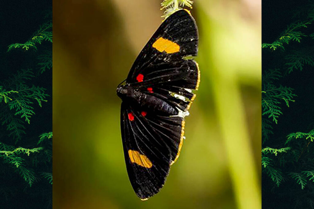 Melanis aegates limbata