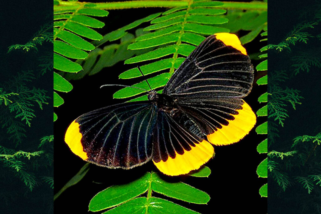 Melanis alena