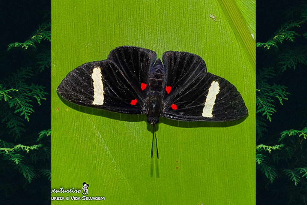 Melanis electron