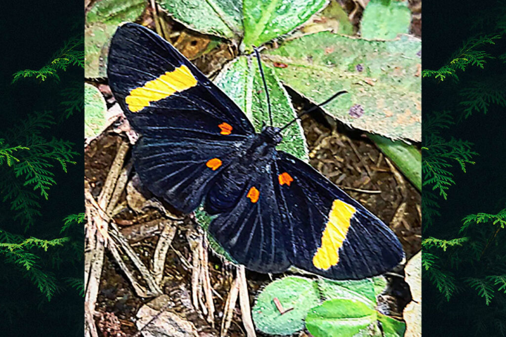 Melanis hillapana cratippa