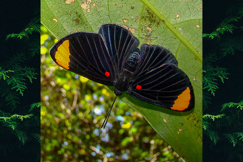 Melanis unxia unxia