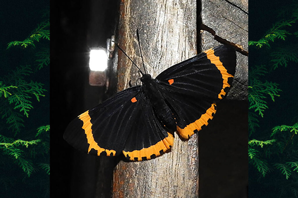 Melanis xenia xenia