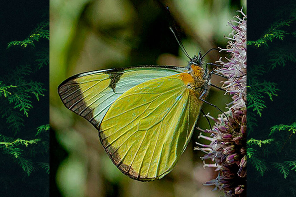 Melete lycimnia paulista