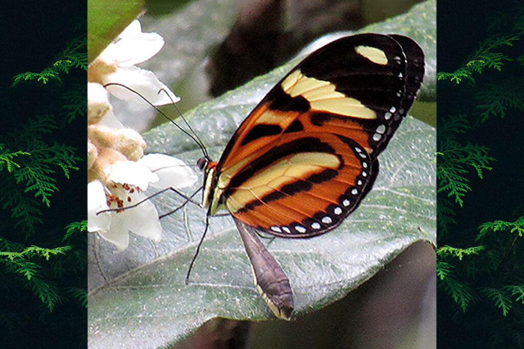 Melinaea ethra