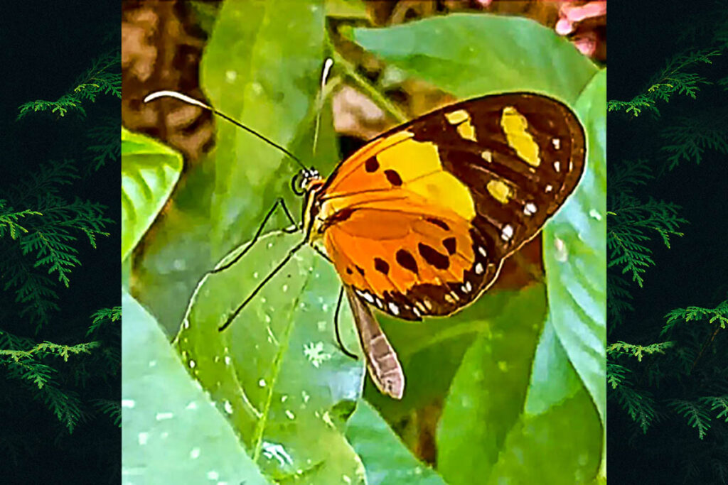 Melinaea ludovica ludovica